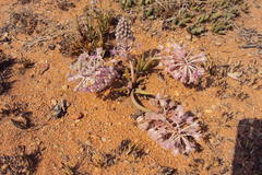 Ledebouria ovatifolia ovatifolia