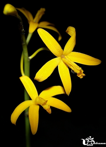 Luetzelburgii Cattleya