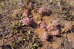 Ledebouria ovatifolia ovatifolia
