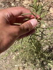 Dittrichia graveolens
