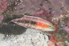 Oxycheilinus bimaculatus