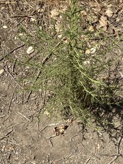 Dittrichia graveolens