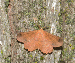 Euchlaena johnsonaria