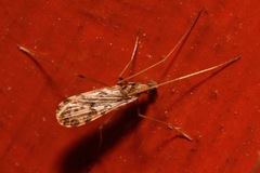Ilisia maculata