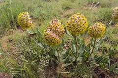 Asclepias albens