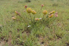 Asclepias albens