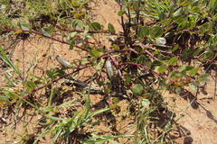 Raphionacme hirsuta