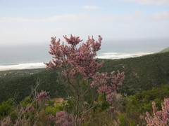 Erica uberiflora