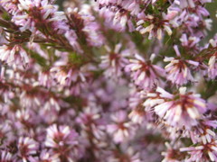 Erica uberiflora