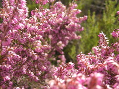 Erica uberiflora