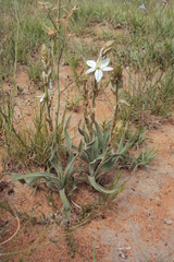 Chlorophytum transvaalense