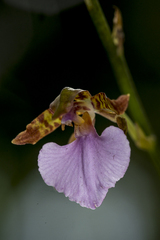 Rhynchostele bictoniensis