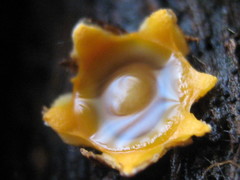 Sphaerobolus stellatus image