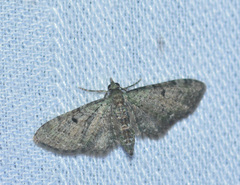 Eupithecia interruptofasciata