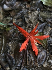 Fuchsia venusta