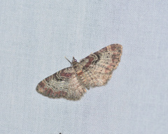Eupithecia mutata