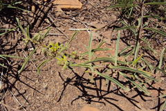 Raphionacme velutina