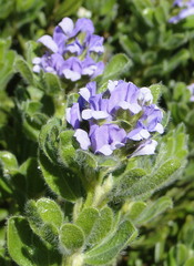 Psoralea mundiana