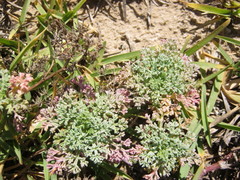 Dasispermum suffruticosum