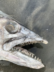 Scomberomorus sierra