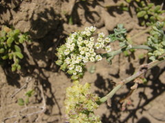 Dasispermum suffruticosum