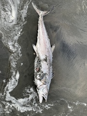 Scomberomorus sierra