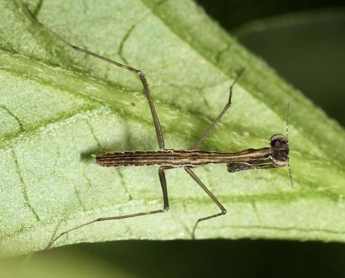 Hoplocoryphidae
