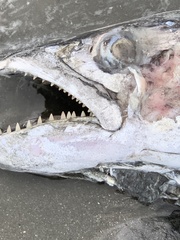 Scomberomorus sierra