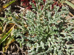 Dasispermum suffruticosum
