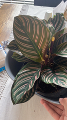 Goeppertia sanderiana