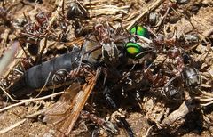 Anoplolepis custodiens