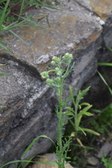 Erigeron variifolius