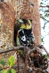 Trachyphonus vaillantii vaillantii