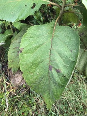 Verbesina arborea