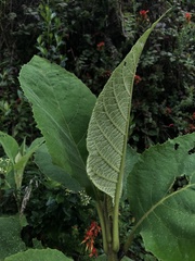 Verbesina arborea