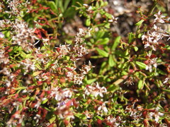 Limonium scabrum scabrum
