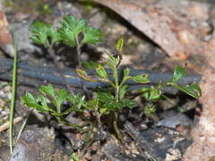 Xanthosia