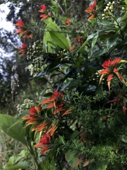 Castilleja fissifolia