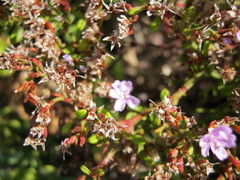 Limonium scabrum scabrum