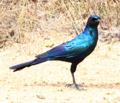 Burchell's Starling photo 5