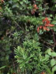 Castilleja fissifolia