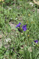 Ruellia lactea