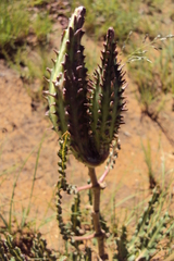 Xysmalobium brownianum