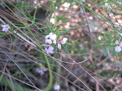 Muraltia knysnaensis