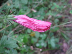 Hibiscus pedunculatus