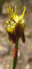 Moraea inconspicua