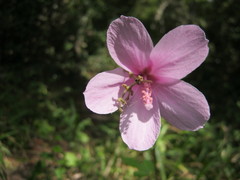 Hibiscus pedunculatus