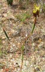 Moraea inconspicua