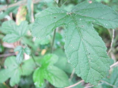 Hibiscus pedunculatus