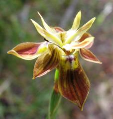 Moraea inconspicua